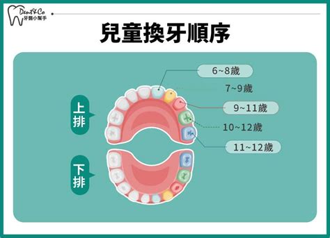 大牙會換牙嗎|兒童換牙的時間與順序